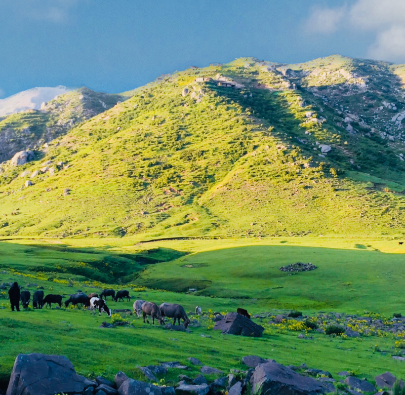 Naran